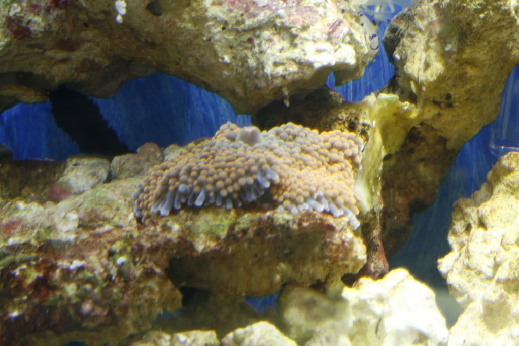 2tanks_reef11_20_2010_1.jpg