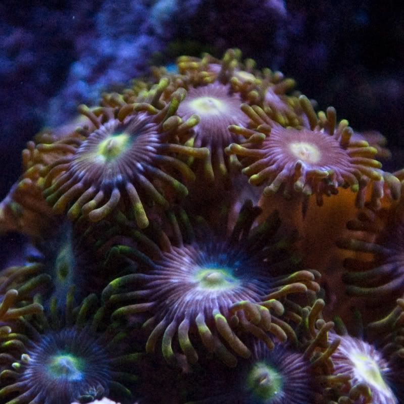 Green-purple-zoos.jpg