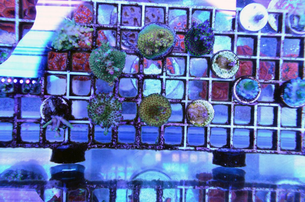 Frag%20Rack%202_zps6zg12b0t.jpg