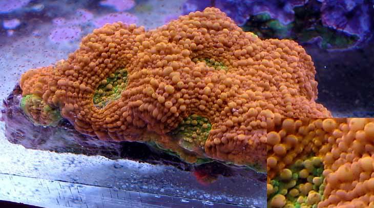 acan.jpg