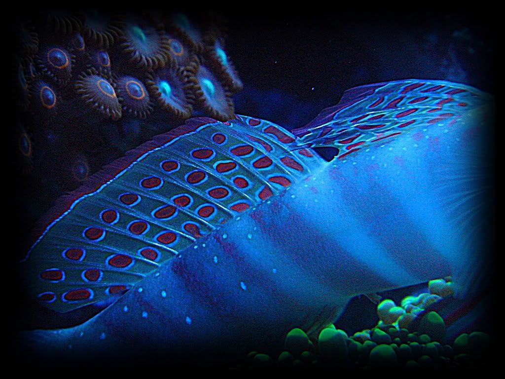 pinkspotfin.jpg