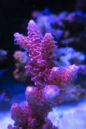 IMG_0526.jpg