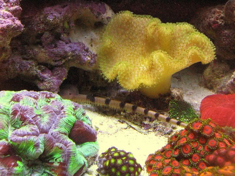 65g_007.jpg