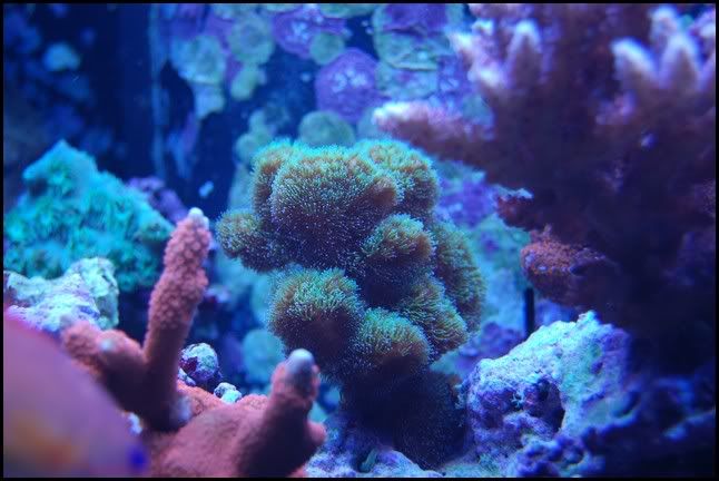 ora_pocillopora.jpg