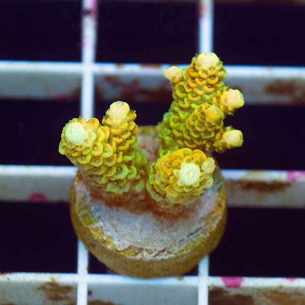 polyp889.jpg~original
