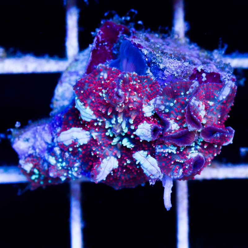 shrooms125b.jpg
