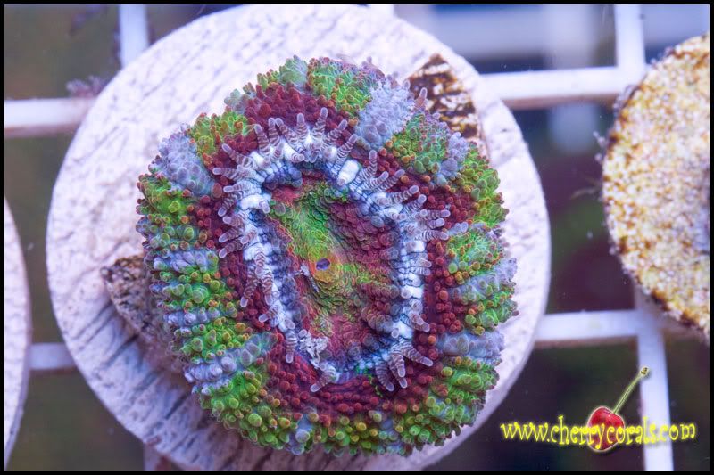 NewCorals_26-2.jpg