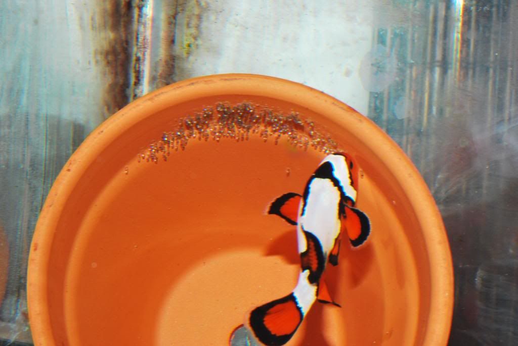 Johnny_Clownfish029_zps45955ca5.jpg