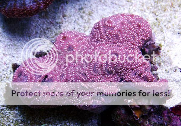 tunicate.jpg
