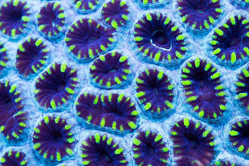 newcoral1723.jpg
