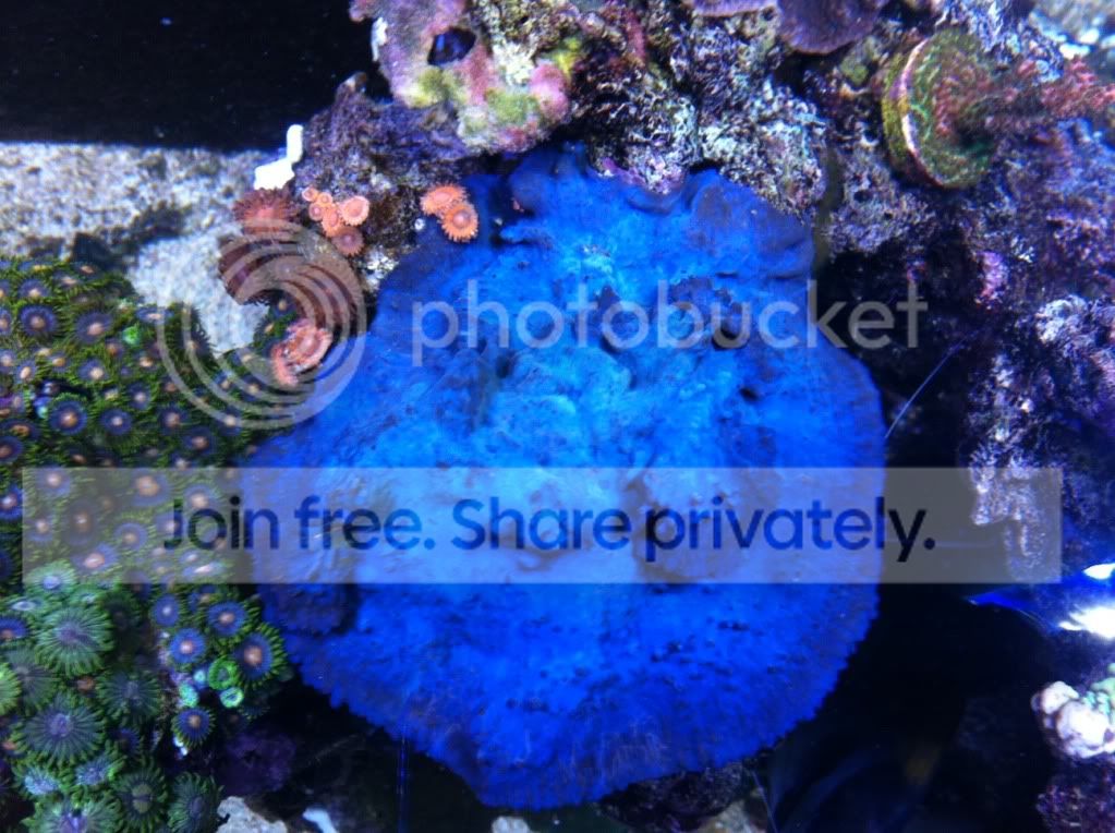blue-sponge.jpg