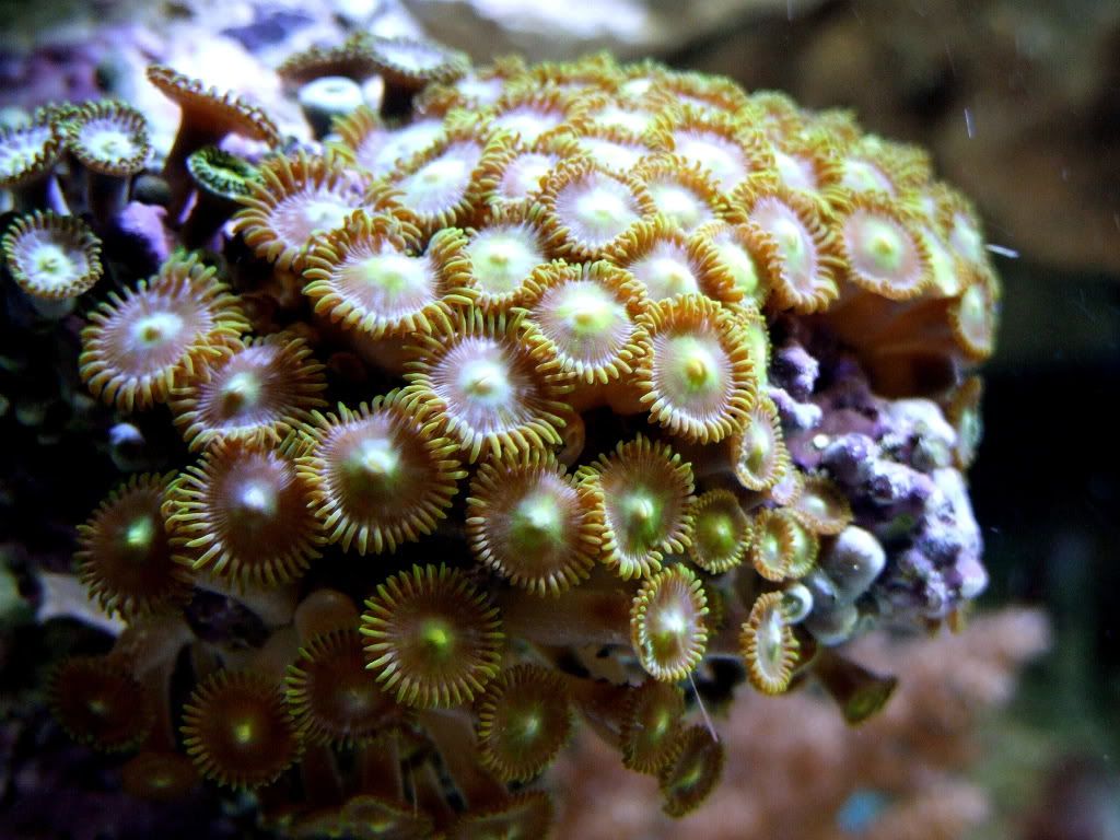 POLYPS-1.jpg