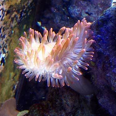 anemone.jpg