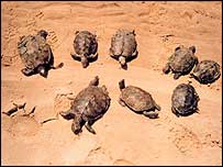 _39120618_terrapins_noaa_203.jpg