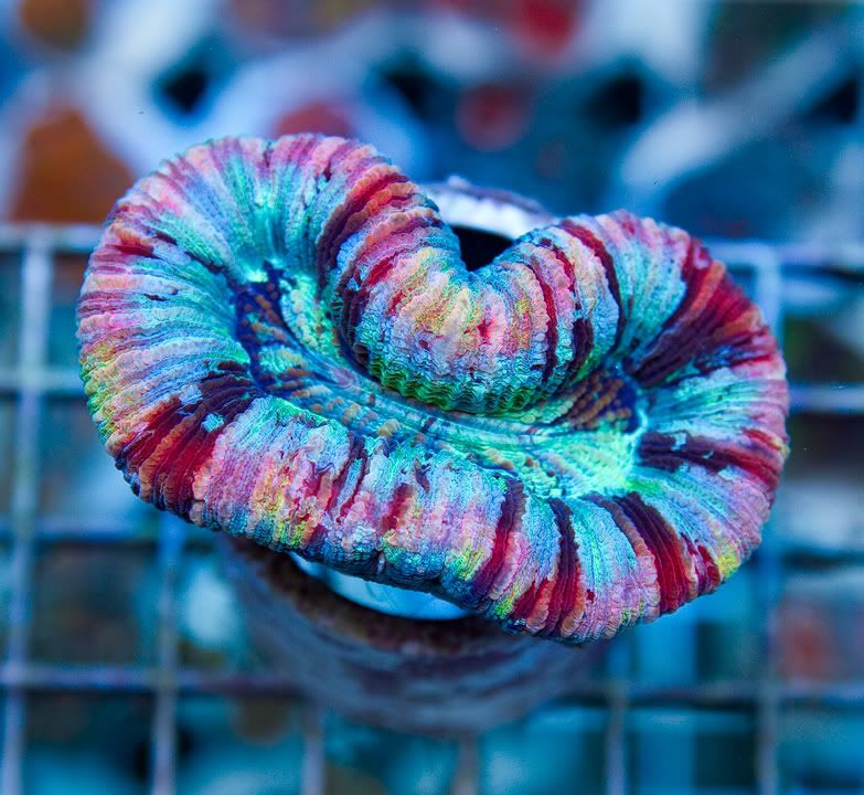 anewcorals_16.jpg