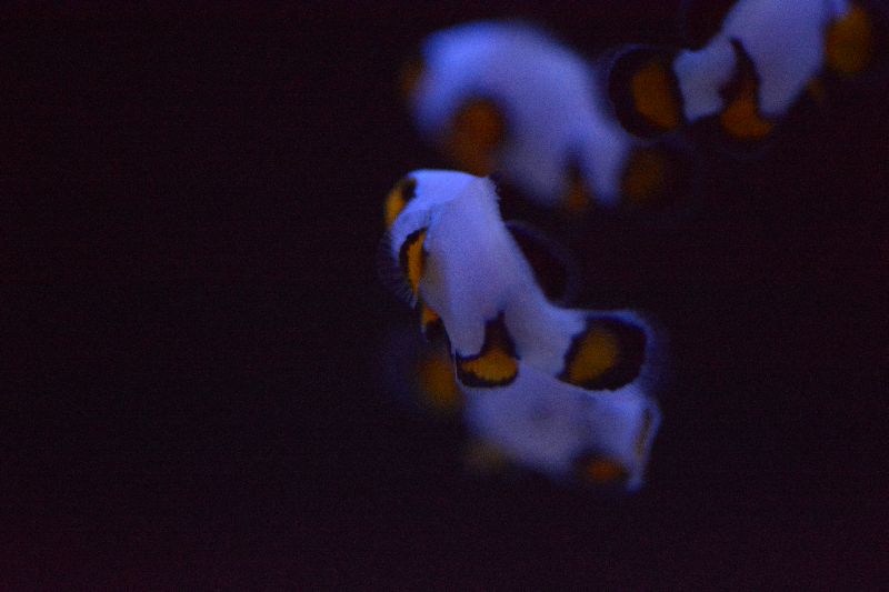 Ultra_2_Clownfish_zpsacksuqjx.jpg