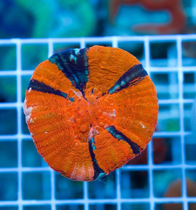 anewcorals_14-2.jpg