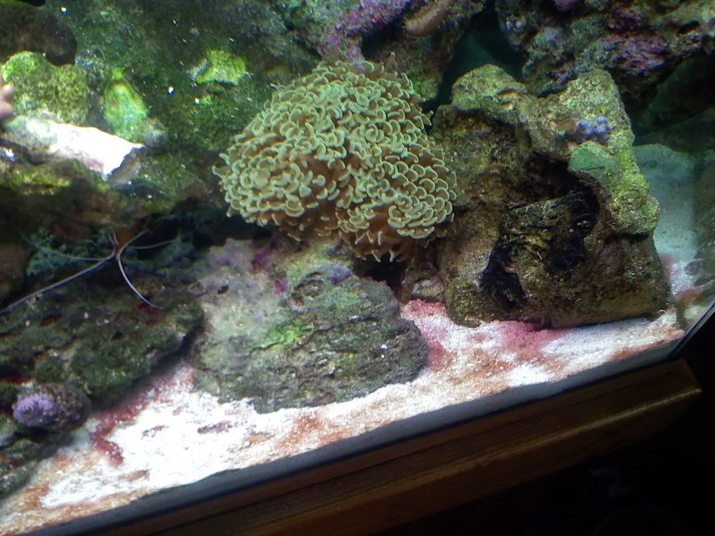 Redalgae008.jpg