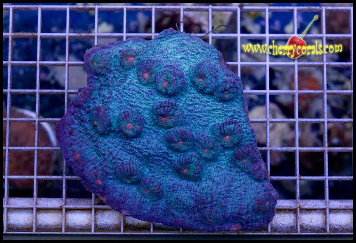 NewCoral_18copy.jpg