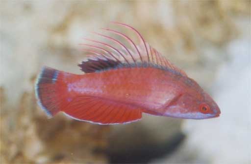 Paracheilinus_lineopunctatus.jpg