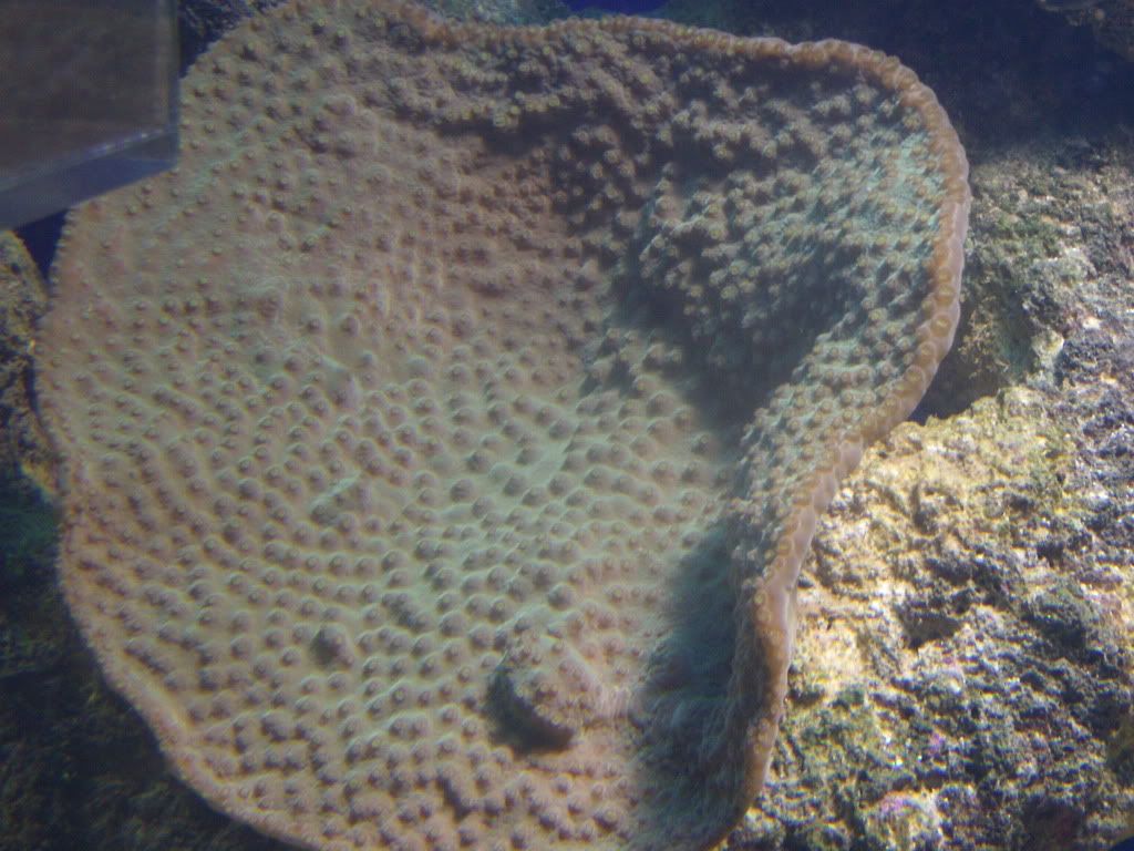 jayfish175-1.jpg