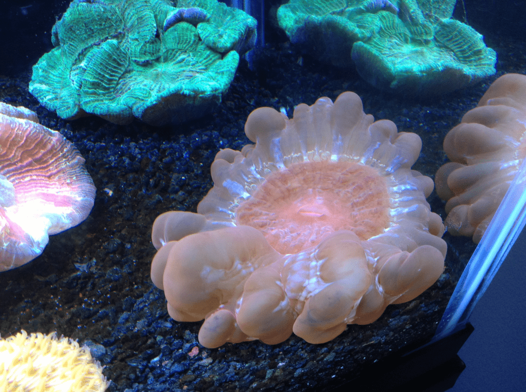 reef5_zps91dbdff2.png