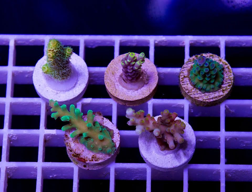 anewcoral_1-10.jpg