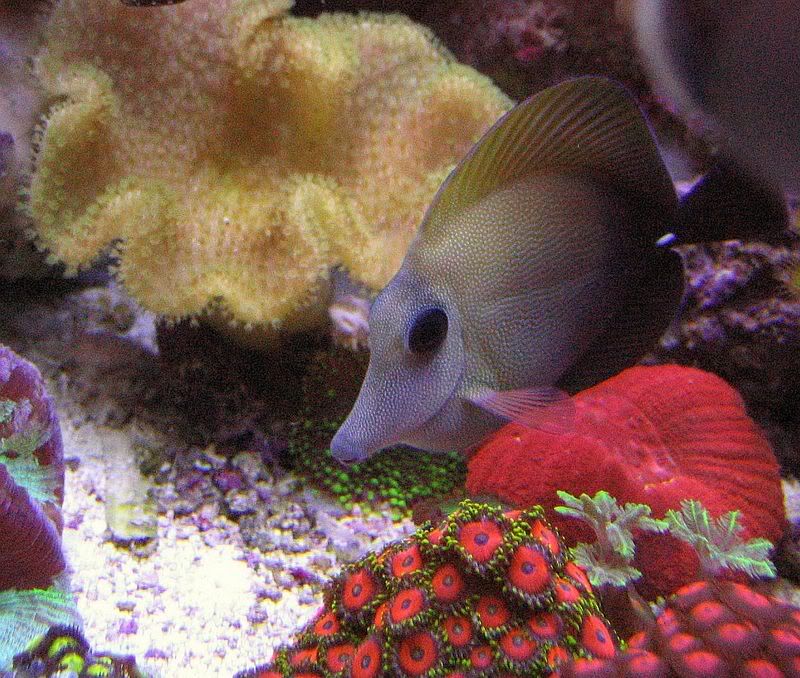 65g_fish008.jpg