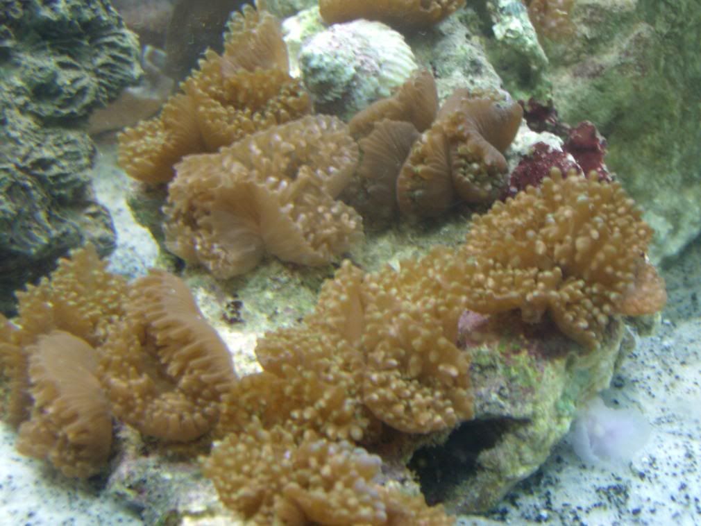 jayfish068.jpg