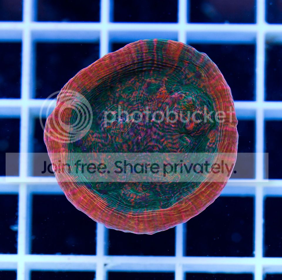 ANewCoral_8-4.jpg
