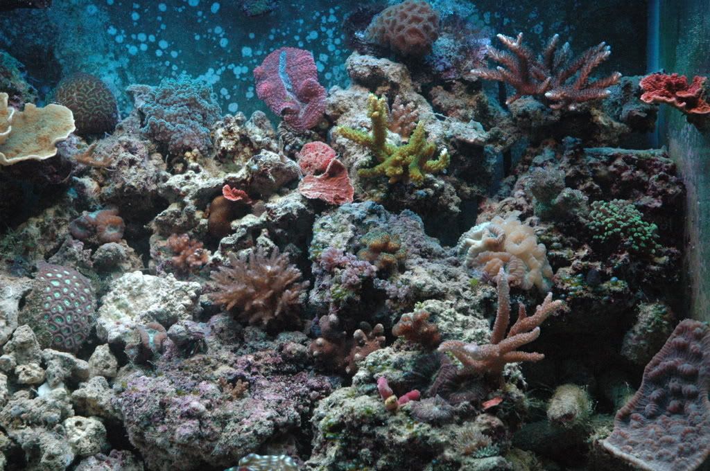 fishes008.jpg