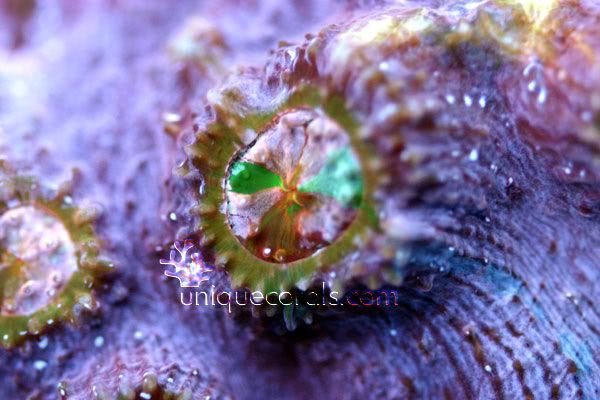 pinstripe_chalice_macro.jpg