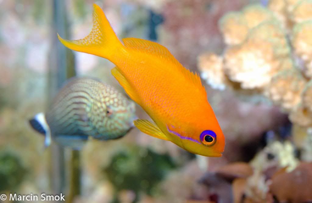 anthias_zps7e067df9.jpg