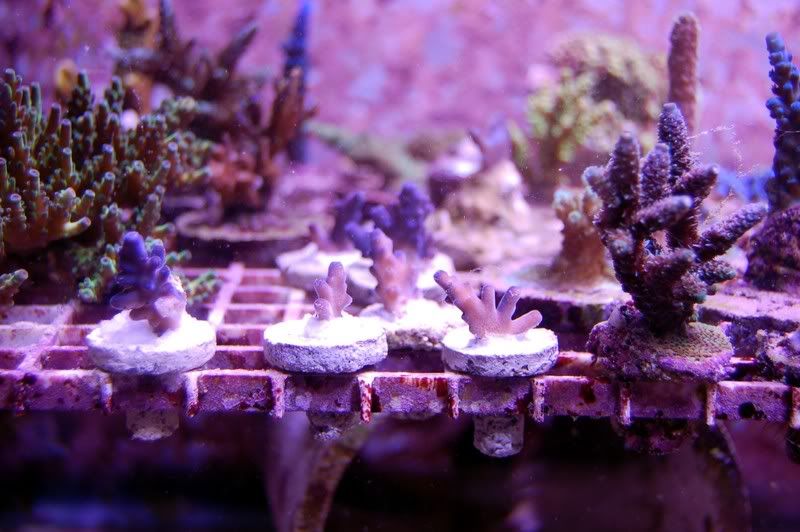 DSC_0054.jpg