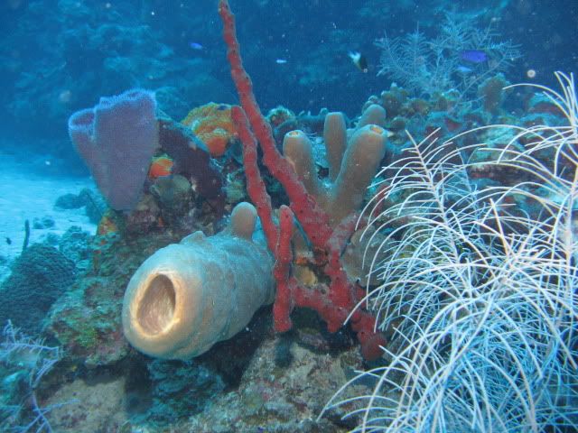 GrandCayman2010292.jpg