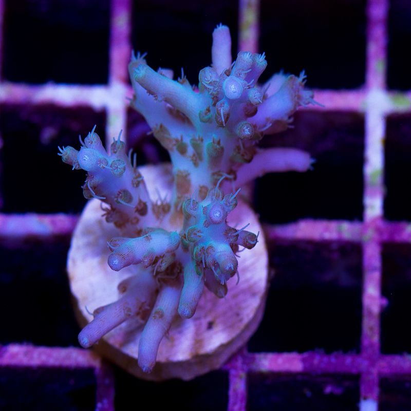 newcoral516b.jpg