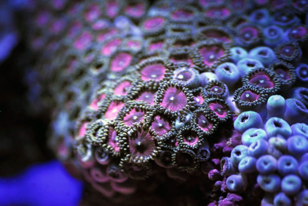 pinkzoas3.jpg