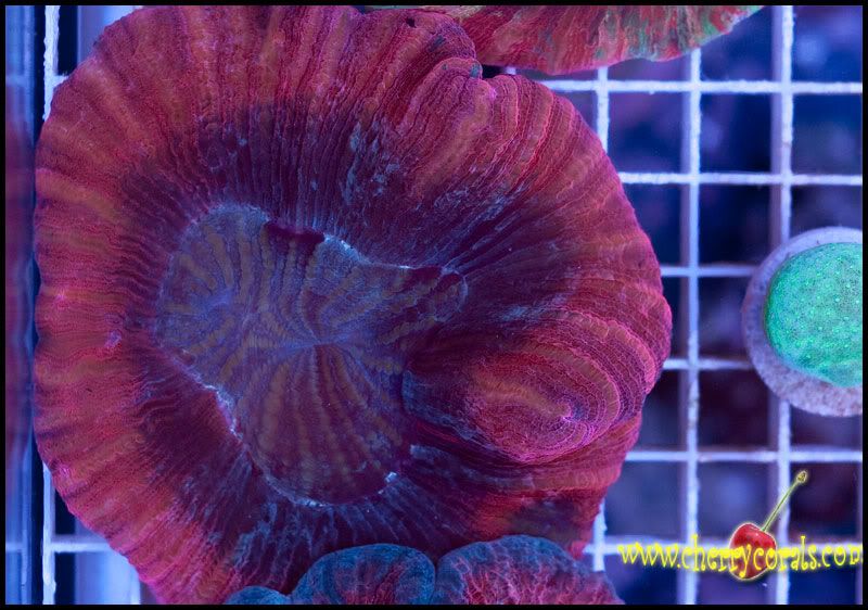 NewCorals_1-6.jpg