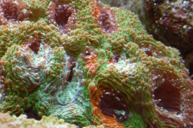 120g_rainbowacan03.jpg
