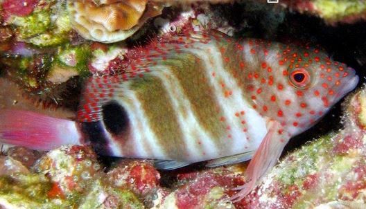 hawkfish_zps1wfnnvpr.jpg