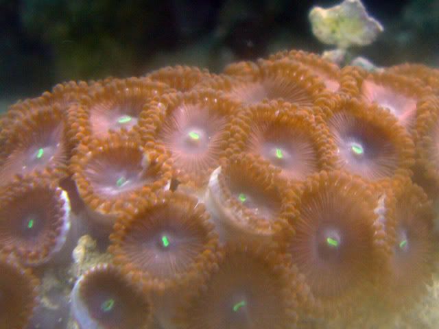 zoas2closeup.jpg