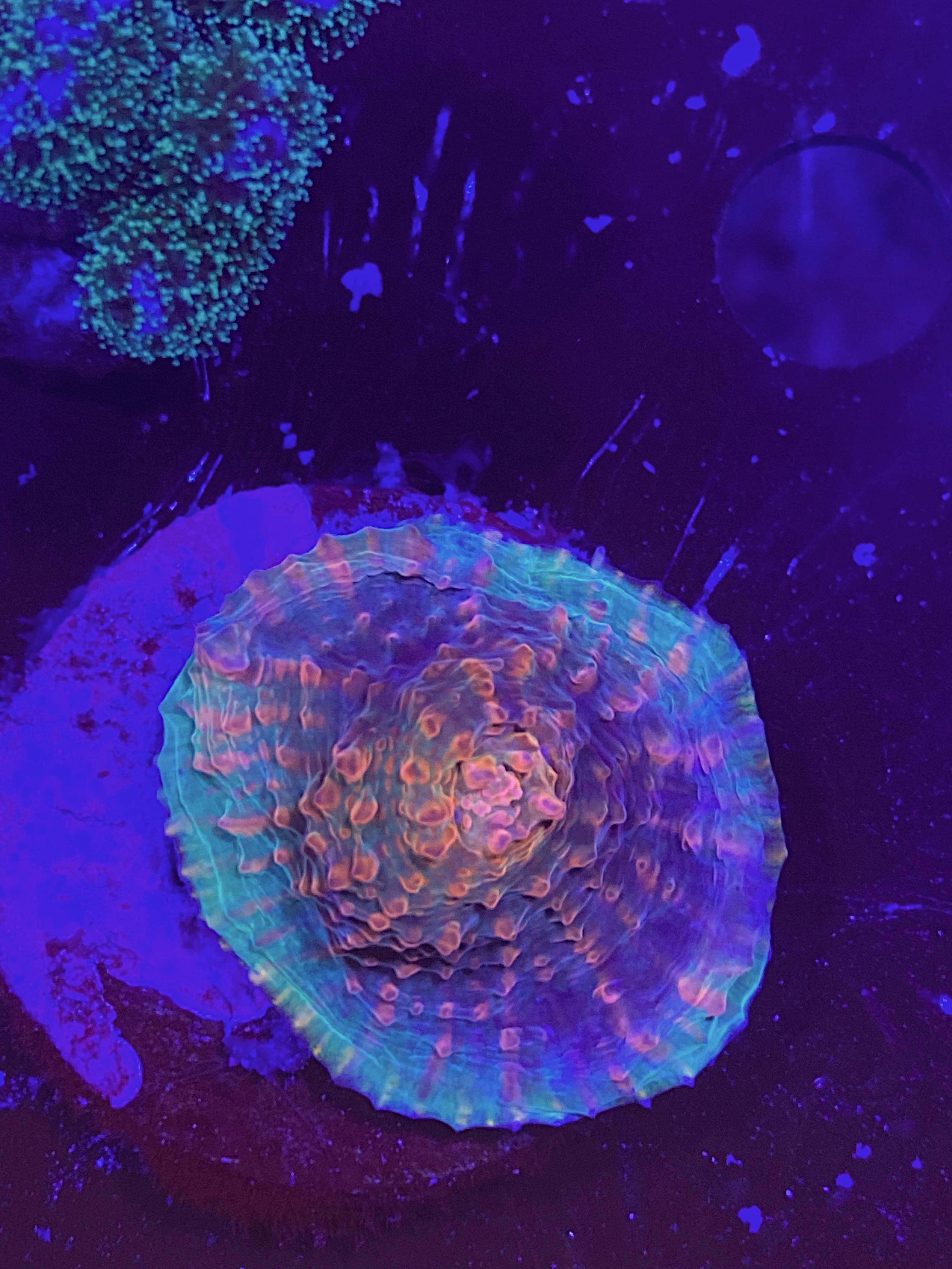 41f33d0557a0d8887726a670615f2d1f.jpg