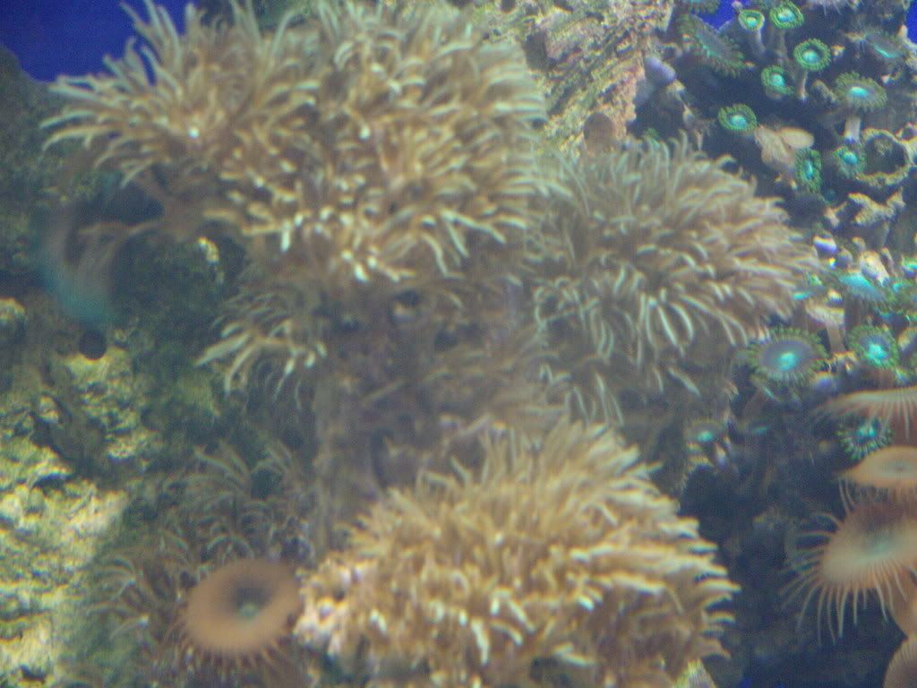 jayfish169.jpg