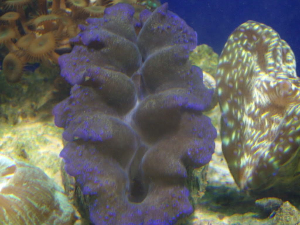 jayfish162.jpg