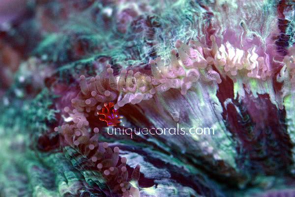pastelgreen_scolymia_macro.jpg