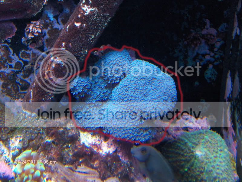 fishtank50230.jpg