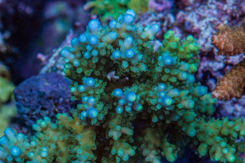 DSC_0019_zps8c59d04d.jpg