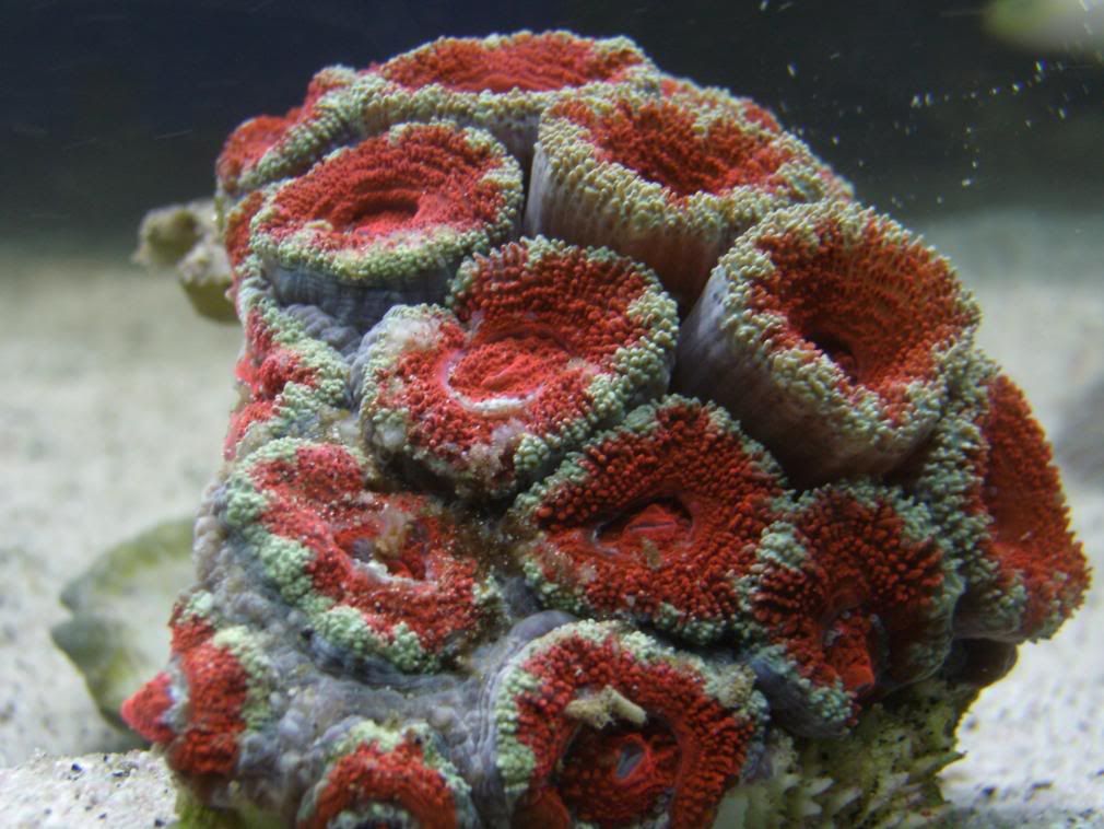 jayfish078.jpg