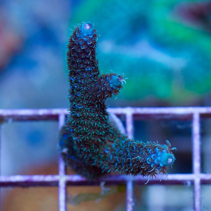 anewcoral_1-7.jpg