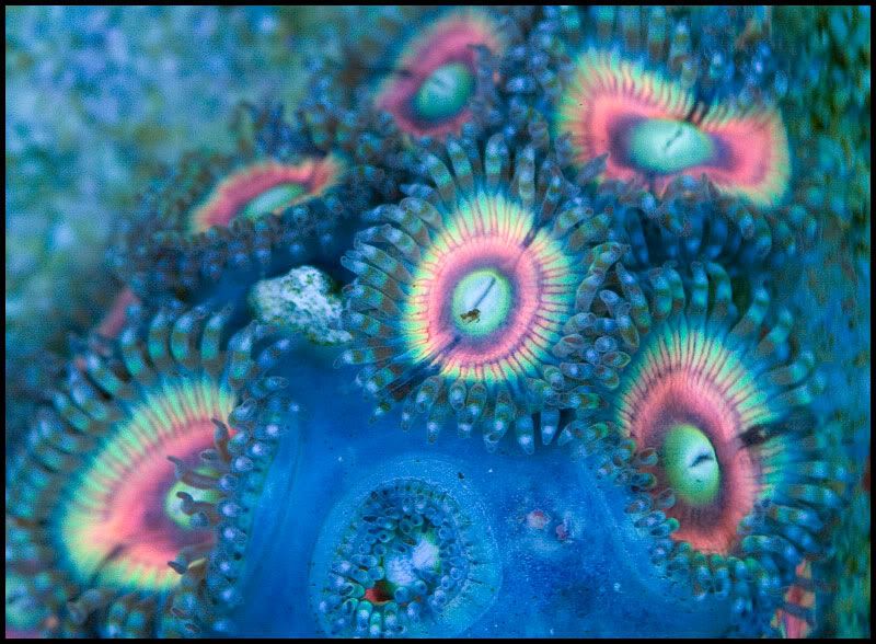 NewCorals_9-9.jpg